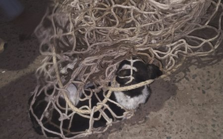 सोजत रोड  श्वान काटने की घटनाओं पर नियंत्रण के लिए नगर पालिका सक्रिय,किसी भी मरीज को नहीं करना पड़ा  चिकित्सालय में भर्ती