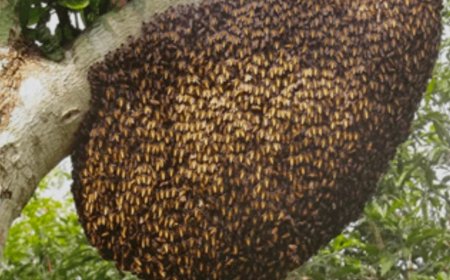 सोजत में शमशान घाट पर मधुमक्खियों का हमला, कई लोग घायल