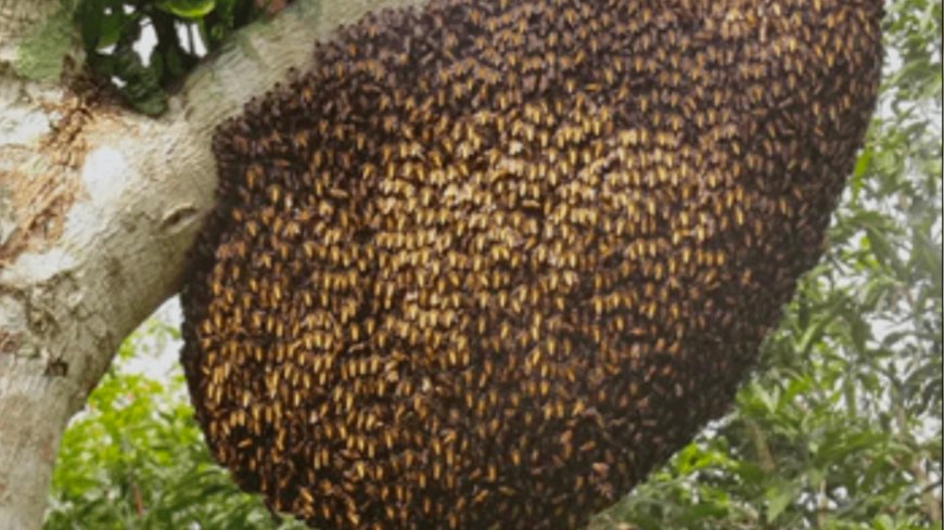 सोजत में शमशान घाट पर मधुमक्खियों का हमला, कई लोग घायल