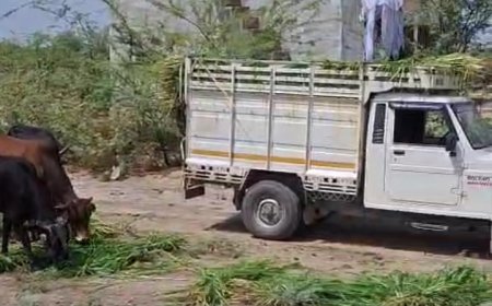खोखरा गांव में भीषण गर्मी में बेसहारा गौ माता के लिए अनोखी पहल, जय गौ माता जय गोपाल