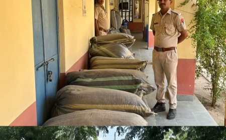 *पाली पुलिस की बड़ी कार्रवाई: एक रात में तीन गाड़ियों से 775 किलो डोडापोस्त बरामद, तस्करों ने की हवाई फायरिंग*
