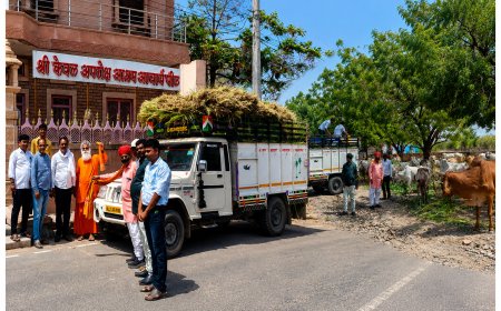 सोजत में गौसेवा का अनूठा अभियान, सामूहिक विवाह की बचत राशि से बांटा जा रहा हरा चारा