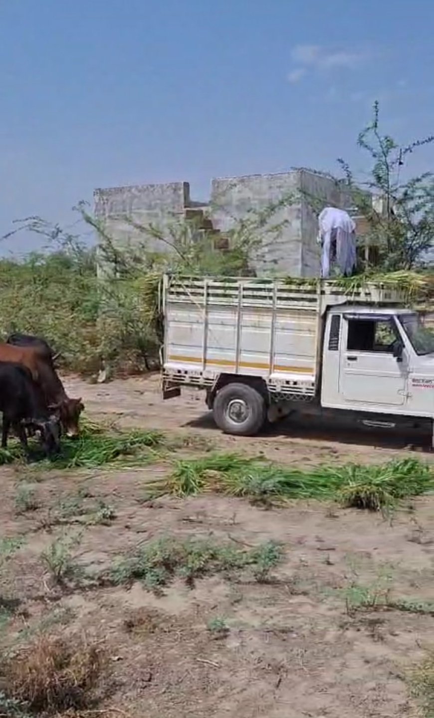 खोखरा गांव में भीषण गर्मी में बेसहारा गौ माता के लिए अनोखी पहल, जय गौ माता जय गोपाल