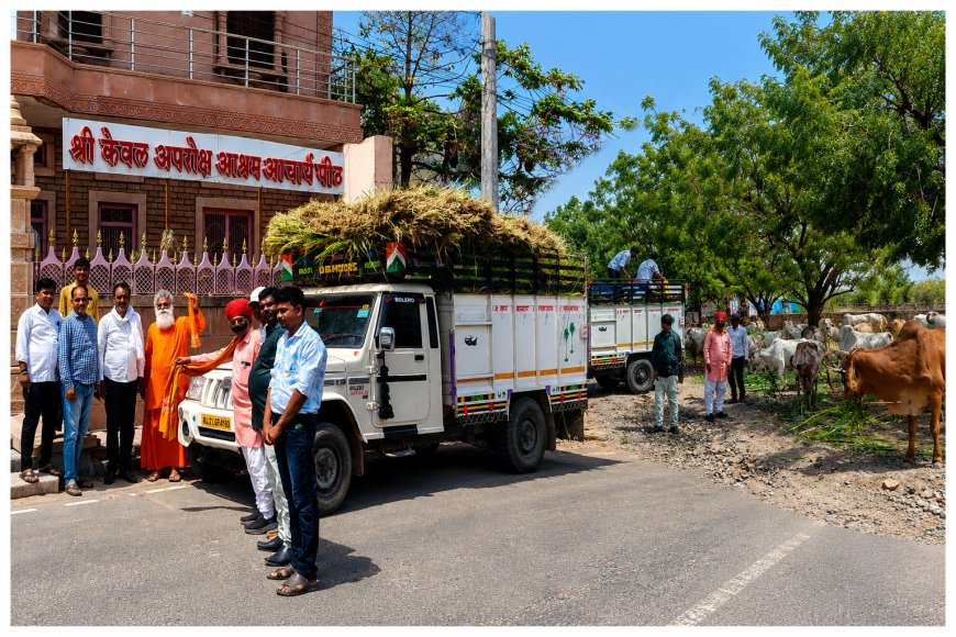 सोजत में गौसेवा का अनूठा अभियान, सामूहिक विवाह की बचत राशि से बांटा जा रहा हरा चारा