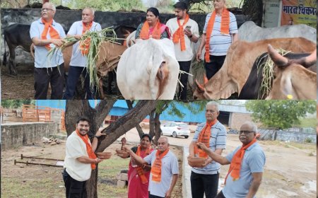 सोजत में गौसेवा की मिसाल: दिव्यांग गायों को 18 क्विंटल हरा चारा, पशुओं के लिए नाड़ी में डलवाया पानी