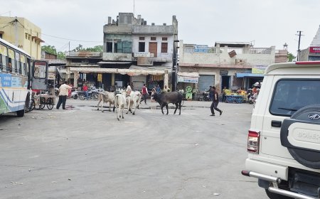 सोजत बस स्टैंड पर सांडों की लड़ाई से मची भगदड़, लोग जान बचाकर भागे
