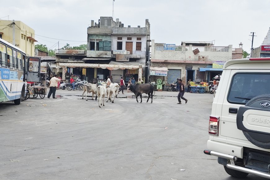 सोजत बस स्टैंड पर सांडों की लड़ाई से मची भगदड़, लोग जान बचाकर भागे