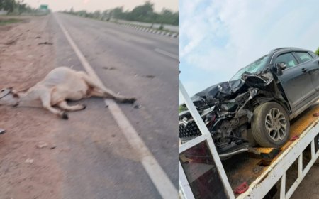 NH-162 पर गोवंश से टकराई कार, बड़ा हादसा टला; पशु की मौत, परिवार सुरक्षित