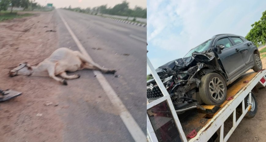 NH-162 पर गोवंश से टकराई कार, बड़ा हादसा टला; पशु की मौत, परिवार सुरक्षित